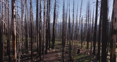 Burned forest landscape with tall, charred trees under clear blue skies in a quiet natural setting