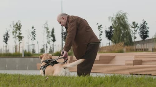 Senior Man with Visual Impairment Giving Treats to Guide Dog during Walk