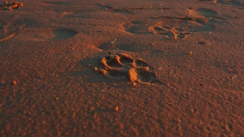 Dog Paw Prints on Golden Beach Sand Sunset