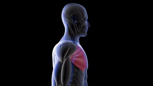 Pectoralis Major Chest Muscle Anatomy 3D Model Rotation