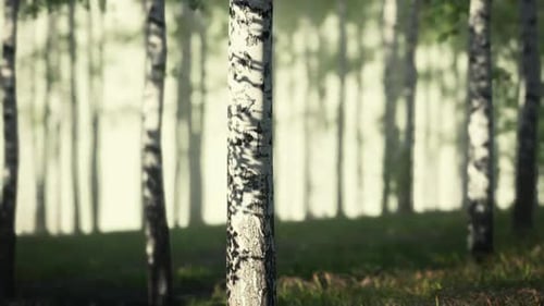 Sunlight Filtering Through Birch Forest at Dawn