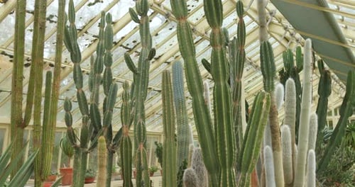 Cacti And Succulents In Cactus House At National Botanic Gardens Of Ireland In Dublin. tilt-down sho