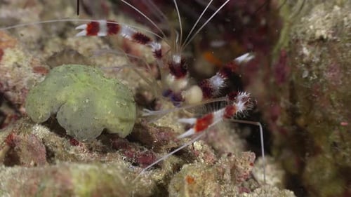 Cleaner shrimp close up at night on coral reef
