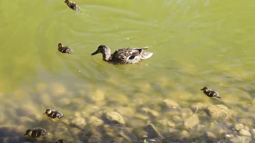 Mère canard conduisant ses canetons dans l'eau d'un étang d'un vert éclatant