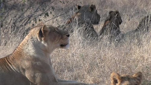 Lionesses with cubs in the savannahs