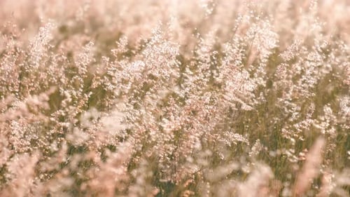 Golden Meadow Grass Swaying Gently in Sunlight