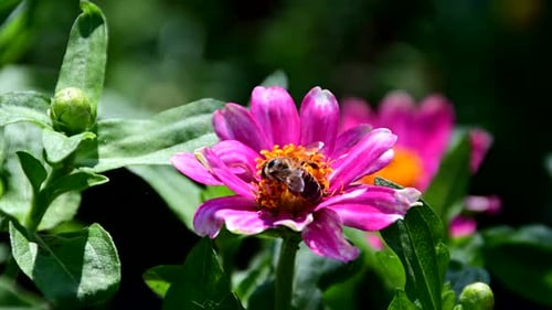 Bee collecting pollen from flower