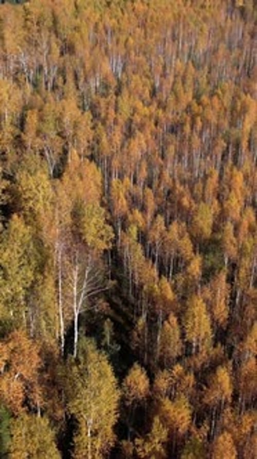 Aerial drone view of autumn birch forest canopy with golden leaves in sunlight