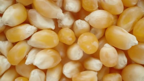 Corn kernels for popcorn create a background, macro zoom. Dolly slider extreme close-up.