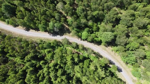 Luftaufnahme der verengten Straße im grünen natürlichen Pinienwald von oben nach unten