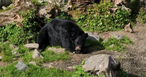 Black bear eating, Sitka, Alaska.