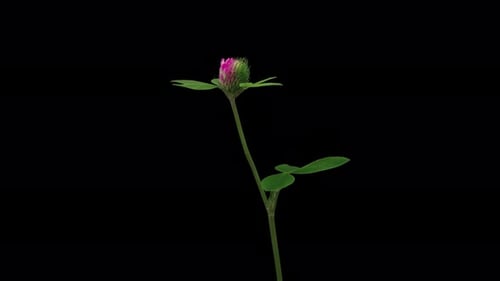 Time Lapse de trébol floreciente sobre fondo negro Timelapse primaveral de flores de trébol