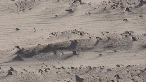 Close up shot of stormy wind blowing sand grains on the beach during sunny day in summer. Climate ch