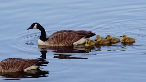 Canada Goose Mother and Goslings Swimming in Lake