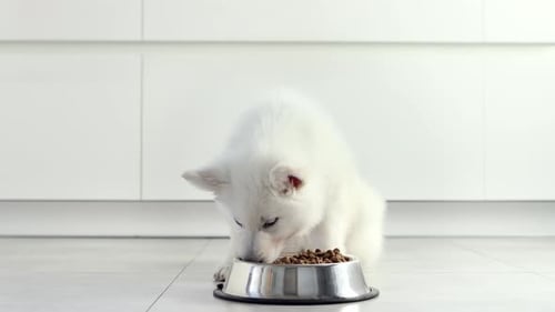 Adorable White Puppy Eating from Bowl Indoors