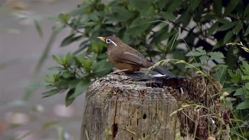 Brown Bird Perched on Tree Stump in Forest