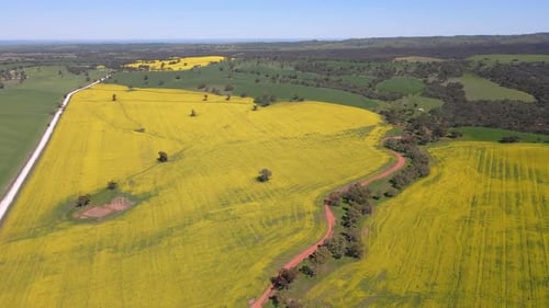 Vista aérea alta, campos de canola estendidos, paisagem na zona rural, belas paisagens