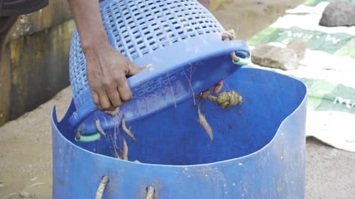 Man empties fresh prawns into blue bucket