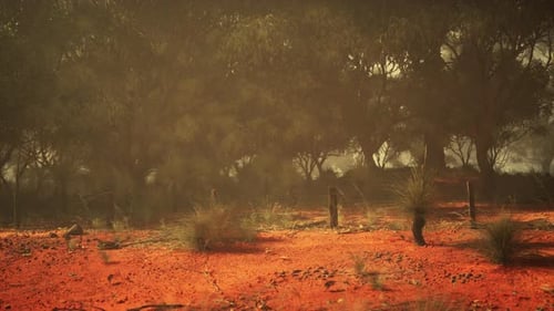 Ethereal Oasis Untamed Splendor Captured in the Vast Australian Bush