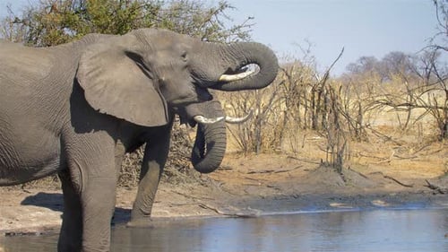 Two African Elephants Drinking Water in the safari, Africa