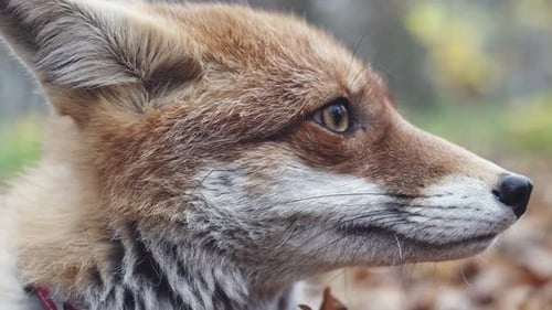 Rotfuchskopf, Seite, extreme Nahaufnahme von Schnauze, Nase und Auge, statische Außenansicht