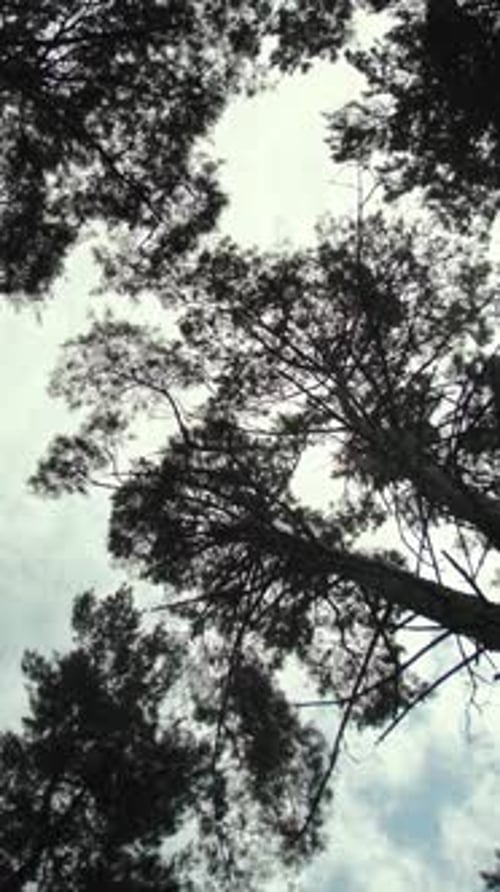 Vertical Video Look Up to Pine Trees in Cloudy Day Pine Forest Rotating Shot Below Trees In Autumn