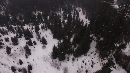 Aerial view of a fir tree forest during winter