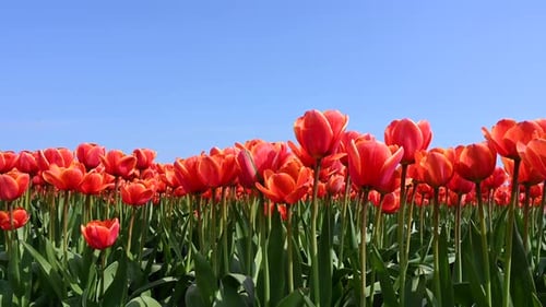 Tulip (Tulipa) fields in Holland, close-up dollyshot left to right low angle between red tulips, Net
