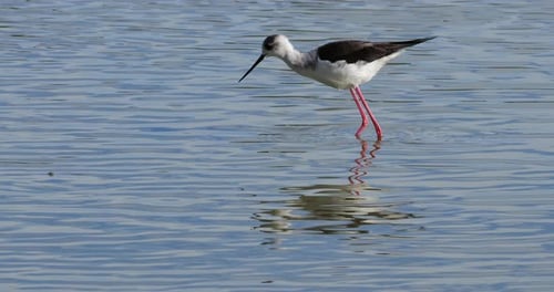 Schwarzflügelstelze (Himantopus himantopus), Camargue, Frankreich