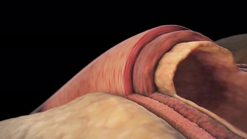 Detailed 3D Animation of Biological Tissue Cross-Section