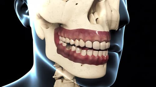 Detailed 3D Animation of Human Skull, Jaw, Teeth, and Nerves