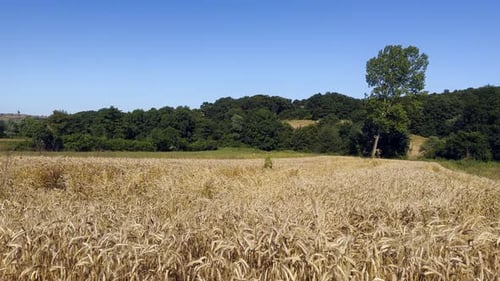 Yellow Spike Wheat Field Sway In The Wind 04