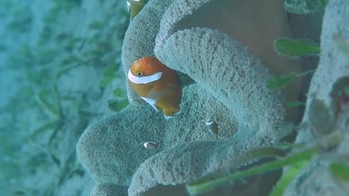 Anemone Reef House for Schools of Clownfish Underwater