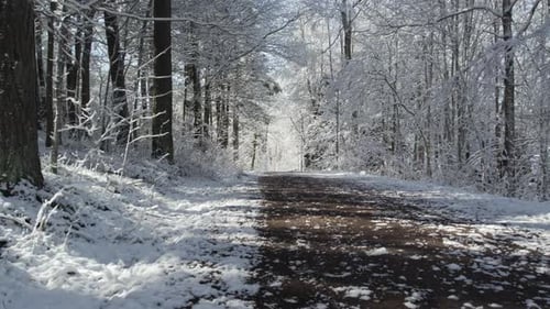 Snow-covered forest trail with tall trees, serene and picturesque winter scenery