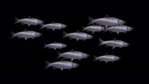 Coho Salmon - Scale of 12 Fishes - Swim Loop - Side Close Up View - Alpha Channel - 4K