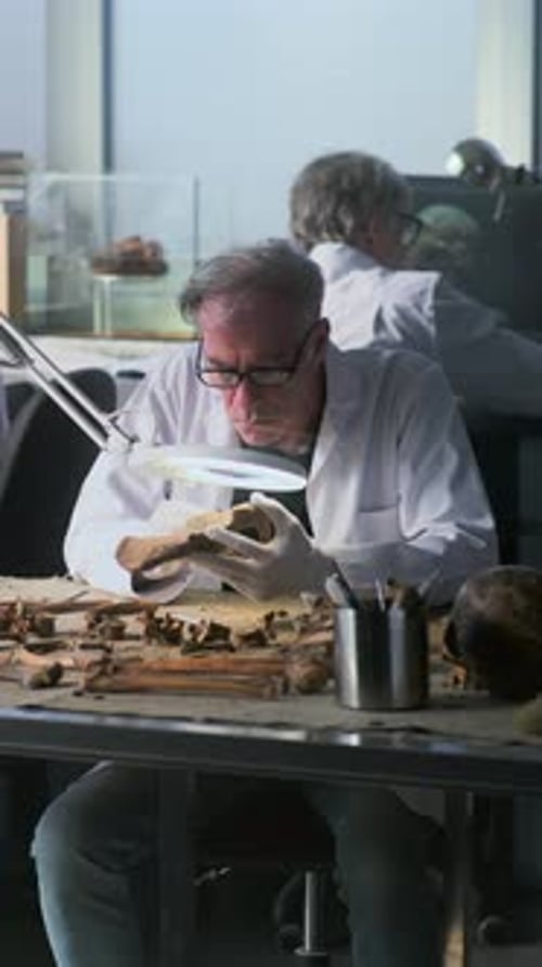 Researcher Inspecting Bones in a Laboratory Setting
