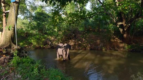 Little Elephant in River Action Baby Elephant is Playing in River in Jungle Little Elephant is