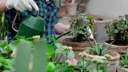 Gardener Watering Plant
