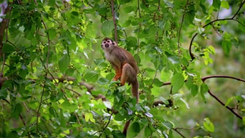 Common squirrel monkey looks around on a tree branch
