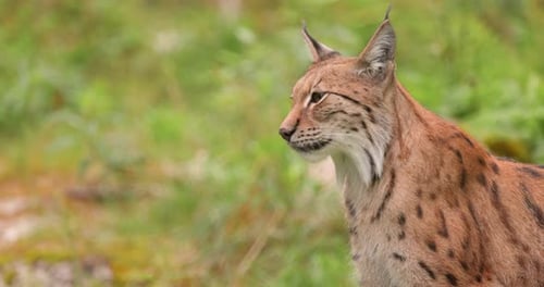The Eurasian lynx (Lynx lynx) in the forest.