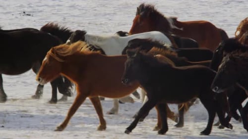 A herd of colorful Mongolian horses gallops across the snowy plains of China's Inner Mongolia, their