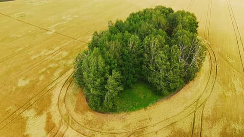 Island of Trees Growing in the Middle of a Wheat Field
