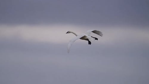 Swan gliding down towards the ground