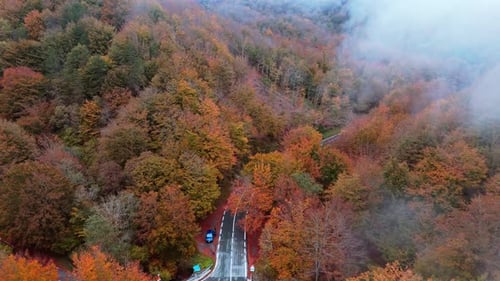 Viagem aérea de tirar o fôlego pela vibrante floresta de outono em uma tranquilidade nebulosa