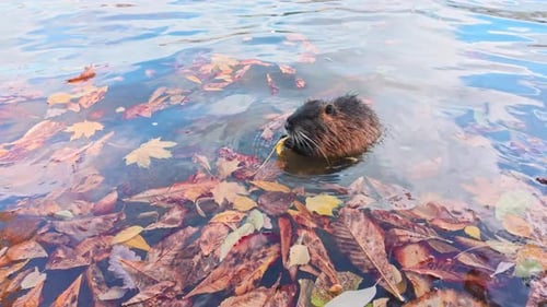 Coypu sits in river covered with vivid fall foliage and eats bright yellow maple leaf