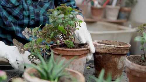 Gardener Woman Planting Flowers in Pots Caring for Indoor Plants Home Garden
