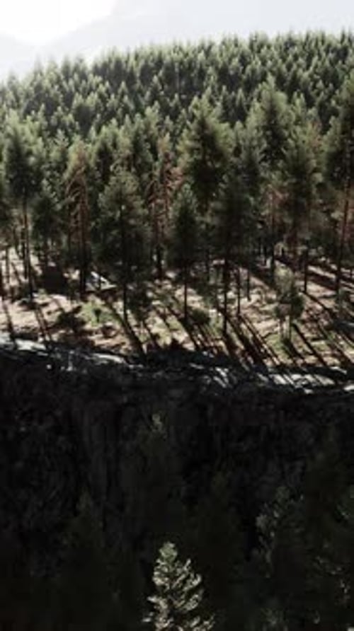 Forest of Pine in the Mountains