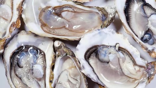 Open L'authentique Oysters Rotating Background. Fresh Oysters Close-up Top View. Healthy Sea Food