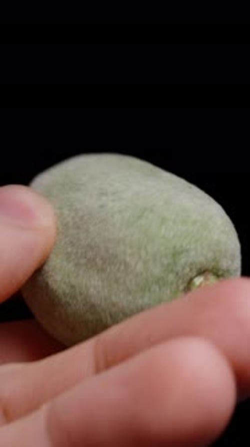 Vertical video. A man's hand examines a green almond. Close-up on a black background.