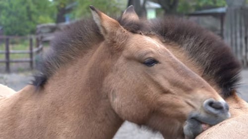Horses Grooming in Outdoor Enclosure